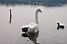 A swan in the Lake of Varese (409x)