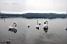 Swans in the Lake of Varese (450x)