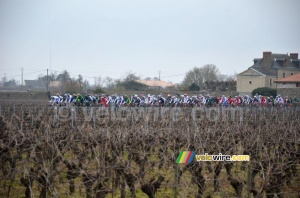 The peloton in between the wineyards (262x)
