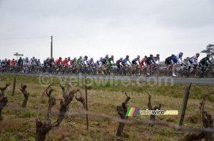 The peloton in the wineyards (2) (276x)