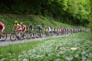 The yellow jersey peloton on the first climb of the Côte de l'Etang de Ry (267x)