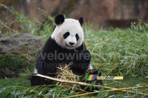 Le départ de l'étape était au ZooParc de Beauval, avec les pandas (444x)