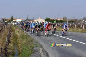 The peloton in the wineyards (339x)