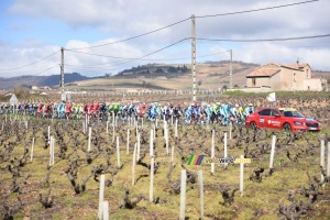 The peloton in the wineyards at the start (462x)
