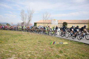The peloton in Roque d'Antheron (381x)