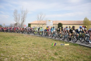 The peloton in Roque d'Antheron (2) (342x)