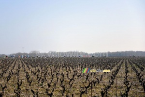 The peloton in the wineyards (2) (439x)