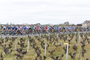 The peloton in the wineyards (329x)