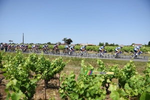 The peloton in the wineyards (303x)