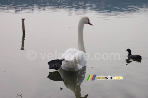 A swan in the Lake of Varese (409x)