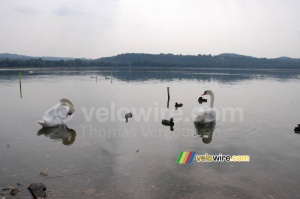 Swans in the Lake of Varese (450x)