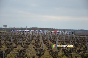 The peloton between the vineyards (361x)